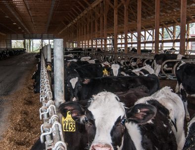 Dairy cows on a farm representing food security and biosecurity