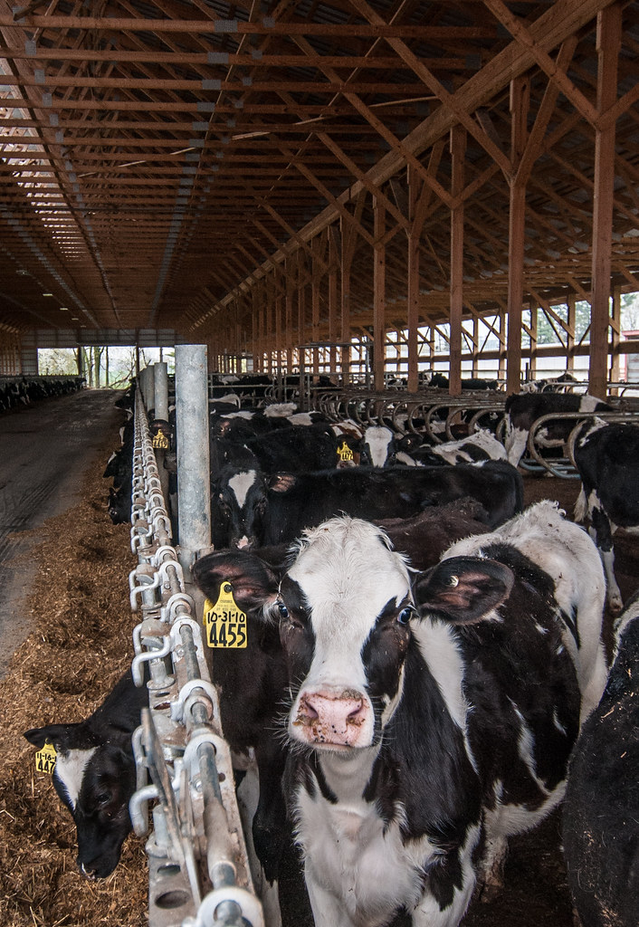 Dairy cows on a farm representing food security and biosecurity